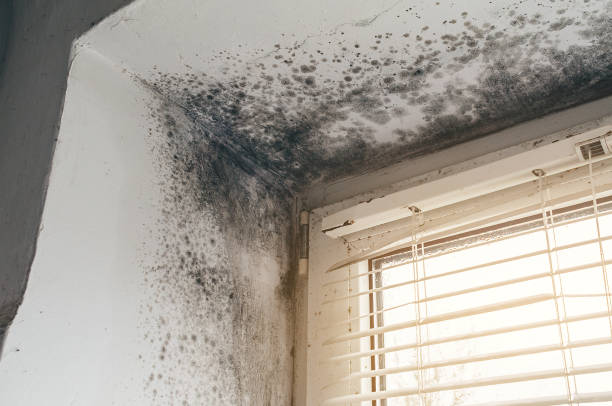 Affordable Mold Removal solutions in Brightwaters, NY